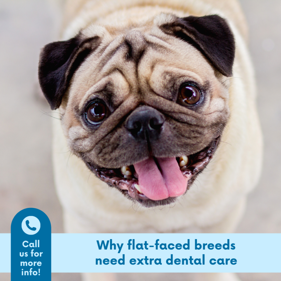 Narellan Animal Hospital - Flat-faced breed dental care