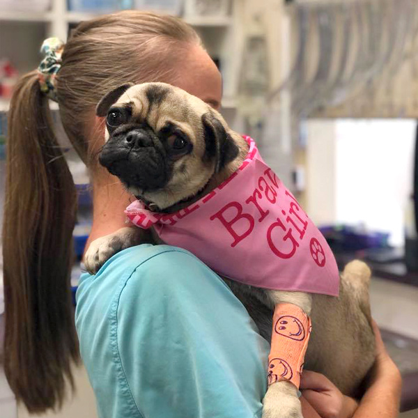 Narellan Animal Hospital - Brave Pug patient after her vaccinations