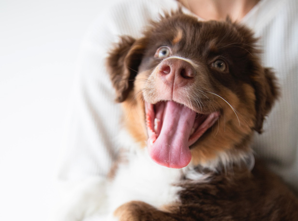 Narellan Animal Hospital - Happy smiling puppy