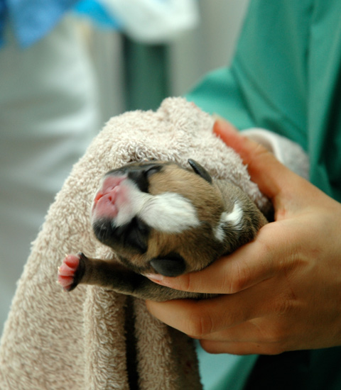 Narellan Animal Hospital - newborn pup