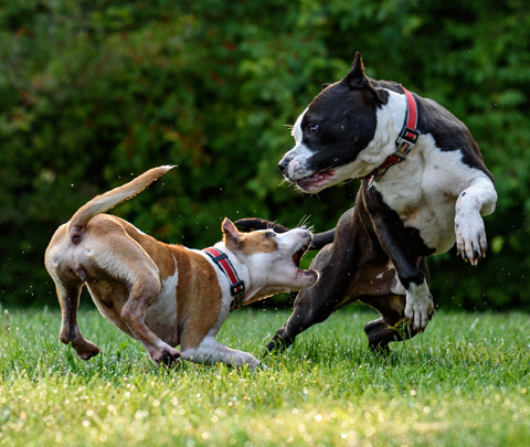 Narellan Animal Hospital - Dog fight