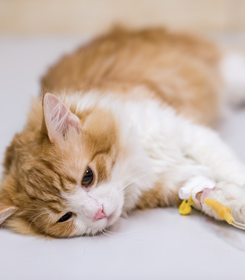 Narellan Animal Hospital - Hospitalised cat