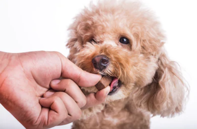 Narellan Animal Hospital - Dog receiving heartworm medication
