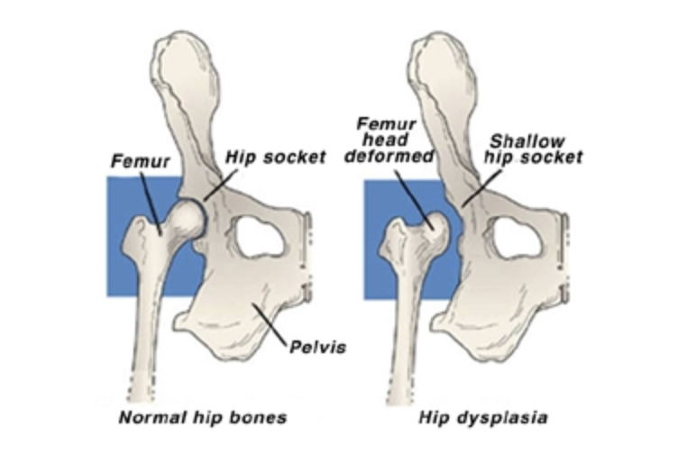 Narellan Animal Hospital - Hip Dysplasia diagram