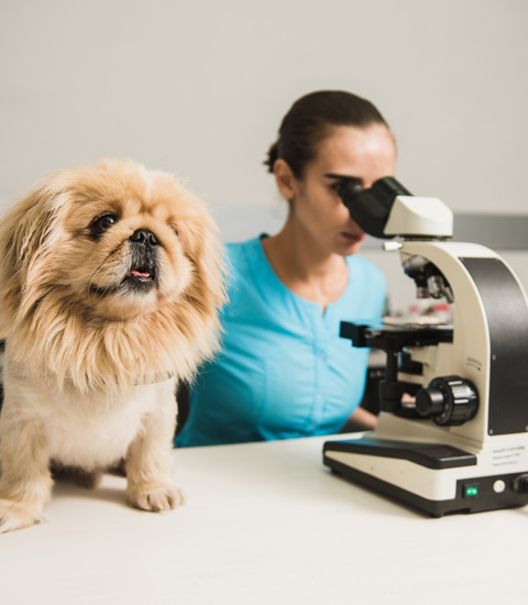Narellan Animal Hospital - Diagnostic testing