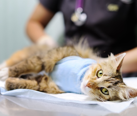 Narellan Animal Hospital - Hospitalised cat