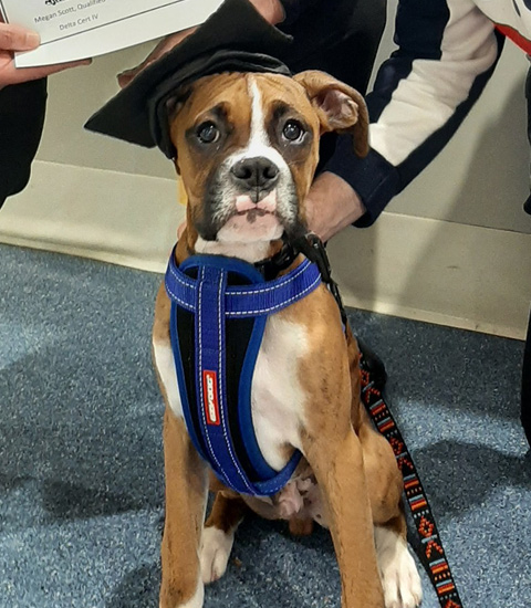 Narellan Animal Hospital - Boxer puppy school graduate