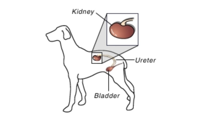Narellan Animal Hospital - Renal Dysplasia diagram