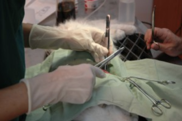 Narellan Animal Hospital - Soft Tissue Surgery