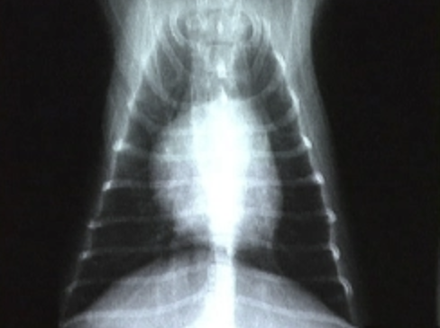 Narellan Animal Hospital - X-Ray