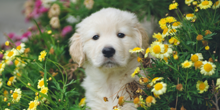 Cute puppy in flowers