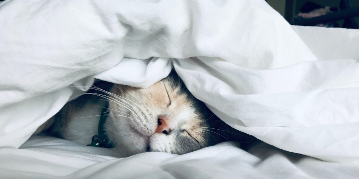 white cat peacefully sleeping under blankets