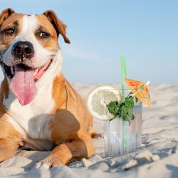 Summer days can be hot, so don't forget about our furry friends! To help your pet stay comfy on these hot days, consider our veterinary tips. 