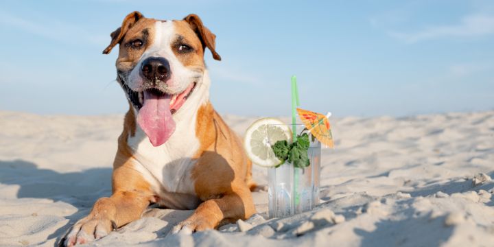 How to Help Keep Your Pets Cool This Summer 