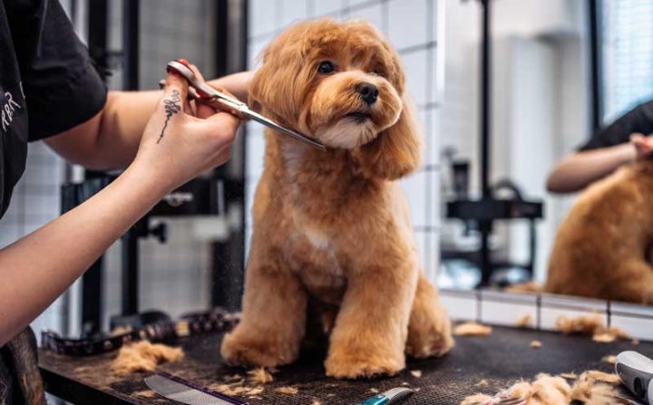 Pre-Spring Grooming Tips for Pets